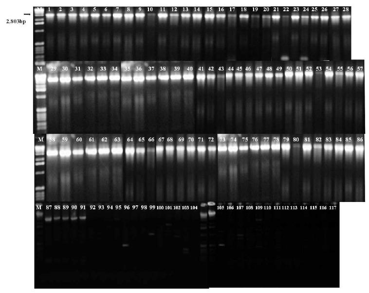 Xanthomonas속 병원세균 특이적 PCR primer 조합(XanF9/XanR9) 선발