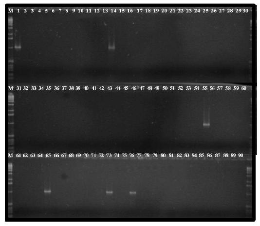 Specificity of a set of PCR primers for causal agents of bacterial diseases of crucifer crops.