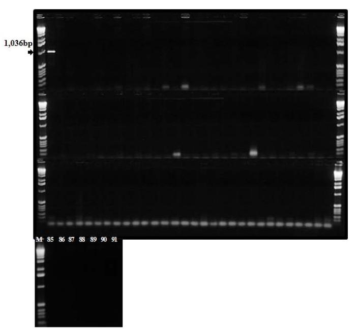 사탕수수잎마름병균(Xanthomonas albilineans) 특이적 PCR primer 조합 선발