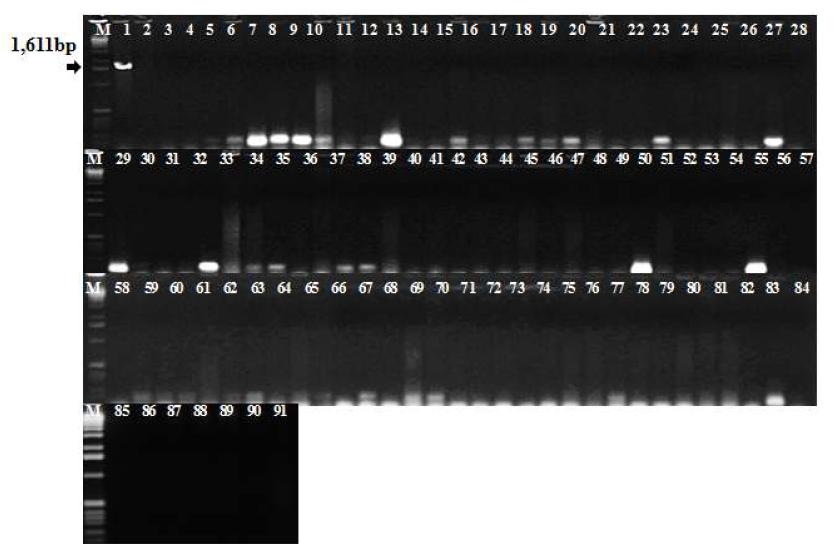 비단향꽃무 세균마름병균(Xanthomonas campestris pv. incanae) 특이적 PCR primer 조합 선발