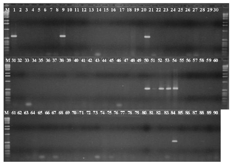 Specificity of a set of PCR primers for causal agents of bacterial diseases of cereal crops.