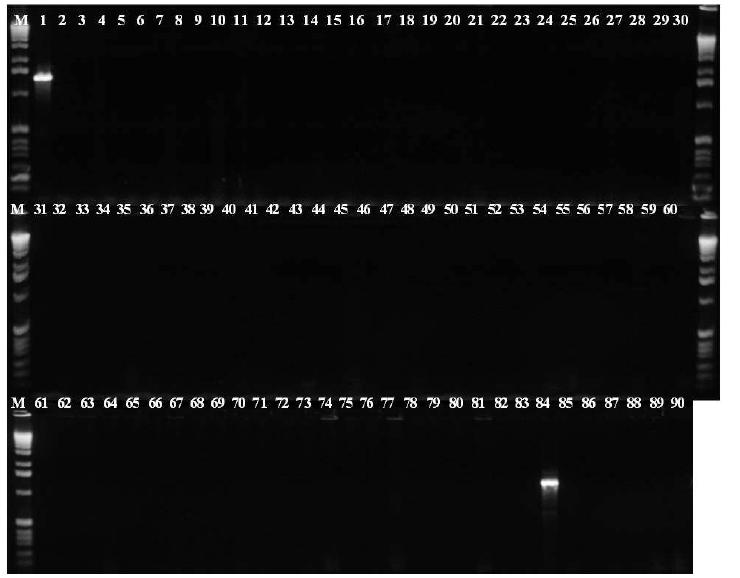 히아신스황색썩음병(Xanthomonas hyacinthi)과 사탕수수 끈적병 (Xanthomonas albilineans) 검출용 PCR 프라이머 조합