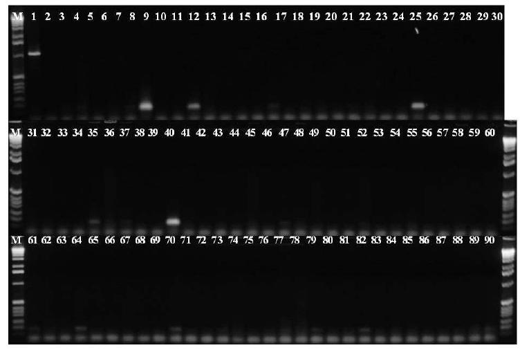 XTHf/XTHr PCR primer의 특이성 조사.