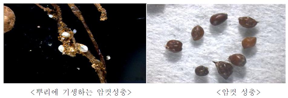 콩씨스트선충에 의한 콩의 피해 및 콩씨스트선충의 모습