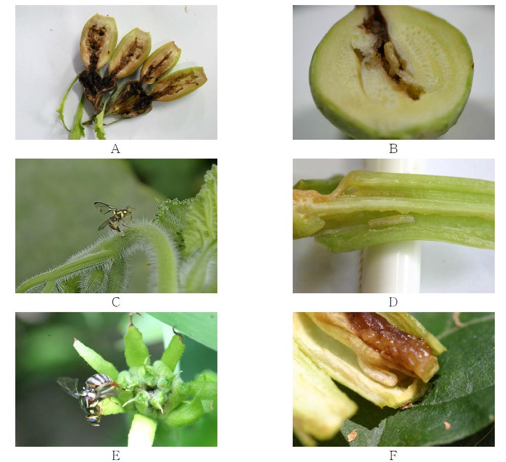 호박꽃과실파리 피해 모습(A, B: 호박꽃과 미성숙 과육의 피해 모습, C, D: 줄기산란모습과 줄기에서 발육 중인 유충, E, F: 야외기주 산란모습과 발육 중인 유충)