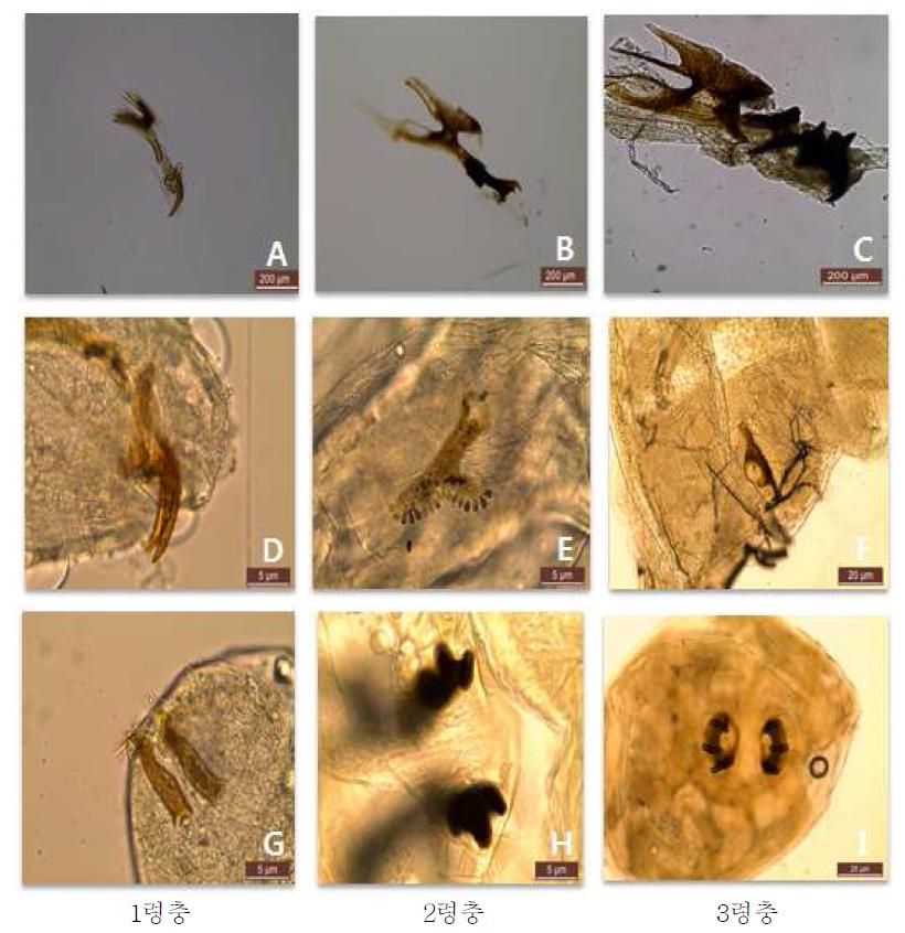 호박꽃과실파리 유충의 령별 구기(A∼C), 전기문(D∼F)과 후기문(G∼I).