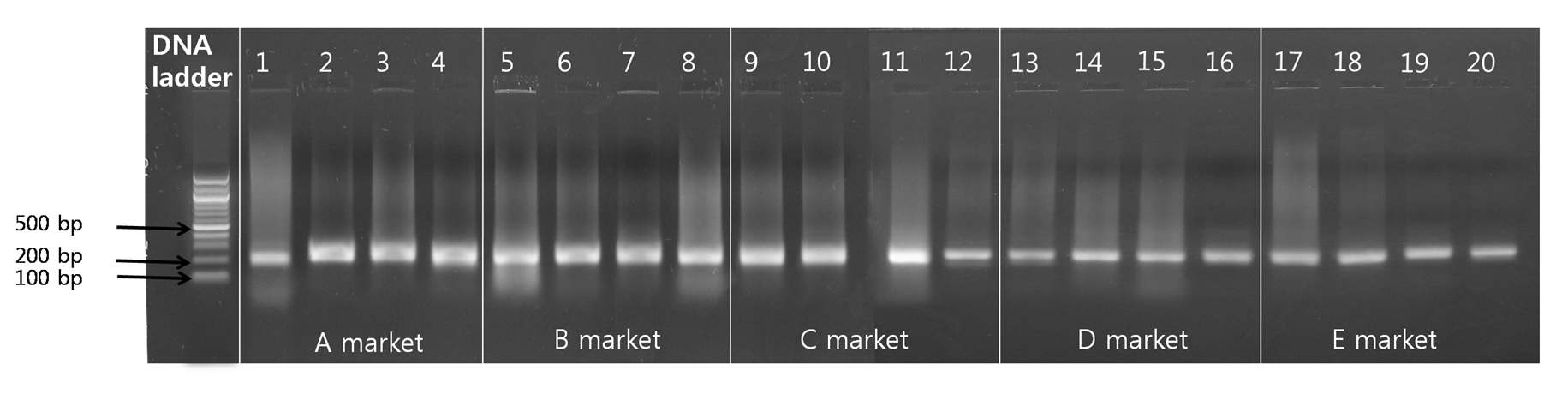 Fig. 20. 데친나물 미생물 DNA(16s V3 rDNA) 증폭 결과물의 전기영동 결과