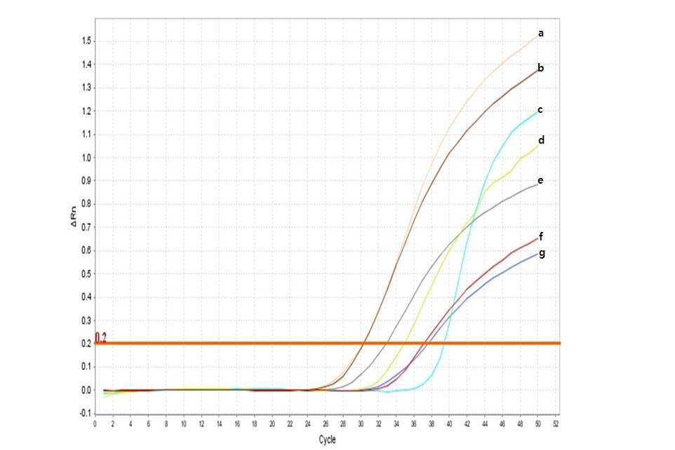 Fig. 21. Real-time PCR을 이용한 데침나물류 위해세균의 실시간 증폭곡선