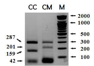 Cytocrom oxidase subunit(COI)의 유전적 변이