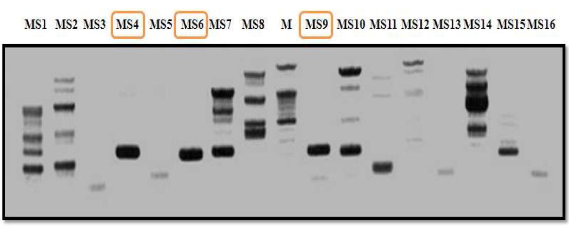 Microsatellite 마커를 이용한 PCR