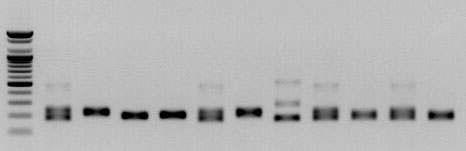 amms-219(ctg131) 11개 선발 계통의 microsatellite allele PCR 증폭산물 전기영동 분석