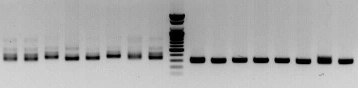 amms-341(ctg137)/amms-288(ctg134) 8개 선발 계통의 microsatellite allele PCR 증폭산물 전기영동 분석