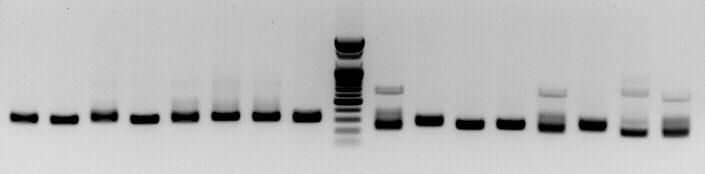 amms-309(ctg130)/amms-260(ctg131) 8개 선발 계통의 microsatellite allele PCR 증폭산물 전기영동 분석