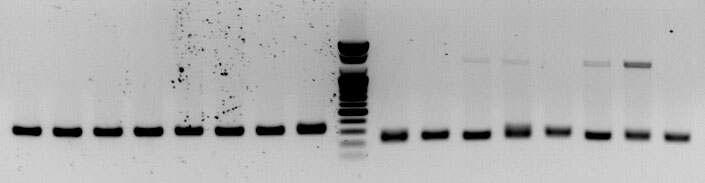 amms-303(ctg137)/amms-220(ctg137) 8개 선발 계통의 microsatellite allele PCR 증폭산물 전기영동 분석