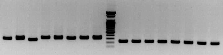 amms-302(ctg134)/amms-209(ctg128) 8개 선발 계통의 microsatellite allele PCR 증폭산물 전기영동 분석