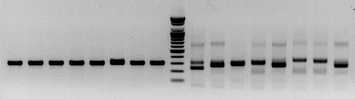 amms-301(ctg123)/amms-360(ctg123) 8개 선발 계통의 microsatellite allele PCR 증폭산물 전기영동 분석