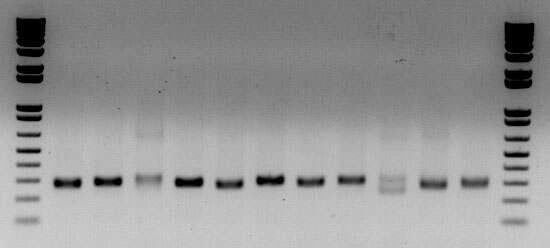 amms-288(ctg134) 11개 선발 계통의 microsatellite allele PCR 증폭산물 전기영동 분석