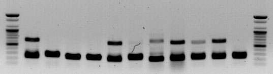 amms-260(ctg131) 11개 선발 계통의 microsatellite allele PCR 증폭산물 전기영동 분석