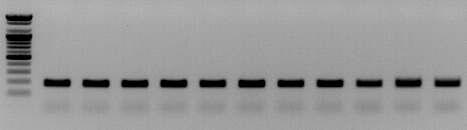 amms-171(ctg128)를 이용한 11개 선발 계통의 microsatellite allele PCR 증폭산물 전기영동 분석.