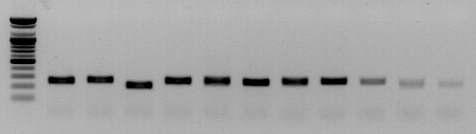 amms-254(ctg134) 11개 선발 계통의 microsatellite allele PCR 증폭산물 전기영동 분석.