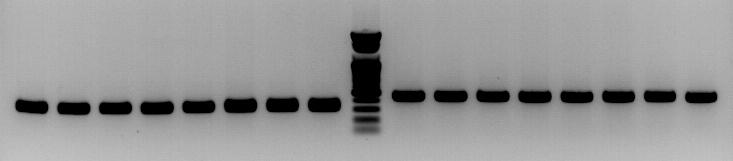 amms-322(ctg128)/431(ctg128)을 이용한 8개 선발 계통의 microsatellite allele PCR 증폭산물 전기영동 분석