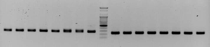 amms-217(ctg125)/200(ctg127)을 이용한 8개 선발 계통의 microsatellite allele PCR 증폭산물 전기영동 분석