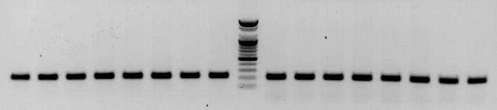 amms-273(ctg125)/222(ctg125)를 이용한 8개 선발 계통의 microsatellite allele PCR 증폭산물 전기영동 분석