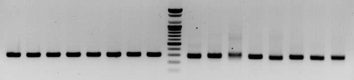 amms-301(ctg123)/360(ctg123)을 이용한 8개 선발 계통의 microsatellite allele PCR 증폭산물 전기영동 분석