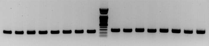 amms-217(ctg128)/262(128)을 이용한 8개 선발 계통의 microsatellite allele PCR 증폭산물 전기영동 분석