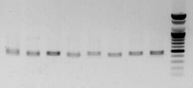 amms-372(ctg137)을 이용한 8개 선발 계통의 microsatellite allele PCR 증폭산물 전기영동 분석