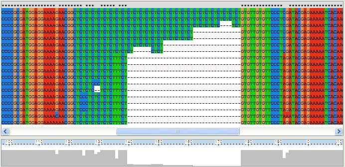 amms-260(ctg131)을 이용한 microsatellite allele 염기서열 다양성