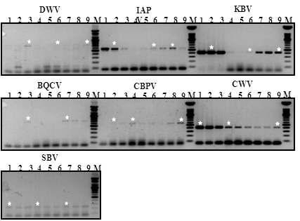 Detection of the honeybee virus in Bumblebee (B. ignitus) by RT-PCR