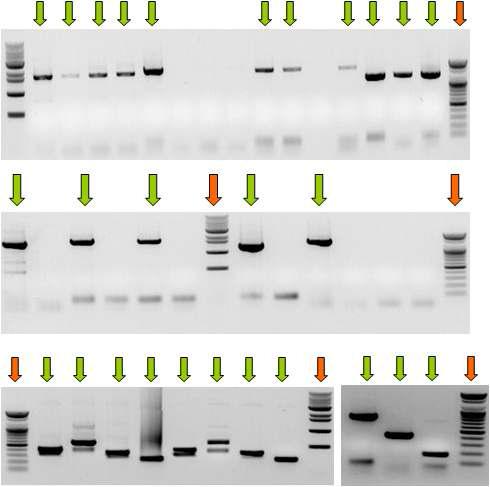 Sacbrood virus Genome 염기서열 분석을 위한 PCR 결과