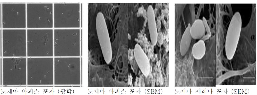 꿀벌 노제마의 포자 형태