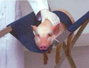 Restraint of a micro pig.