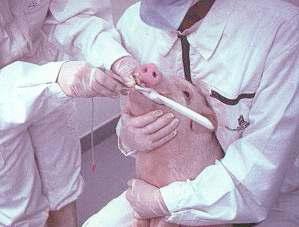 Endotracheal intubation in micro pigs.