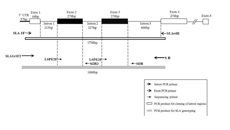 직접염기서열을 이용한 고해상도의 SLA-1 유전자형 분석 시스템
