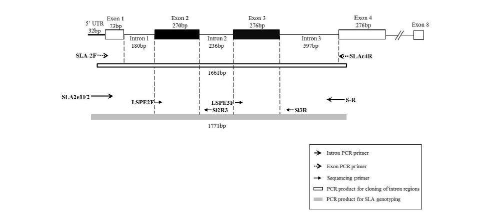 직접염기서열을 이용한 고해상도의 SLA-2 유전자형 분석 시스템