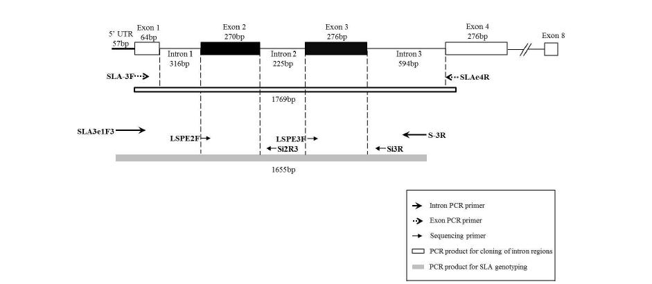 직접염기서열을 이용한 고해상도의 SLA-3 유전자형 분석 시스템