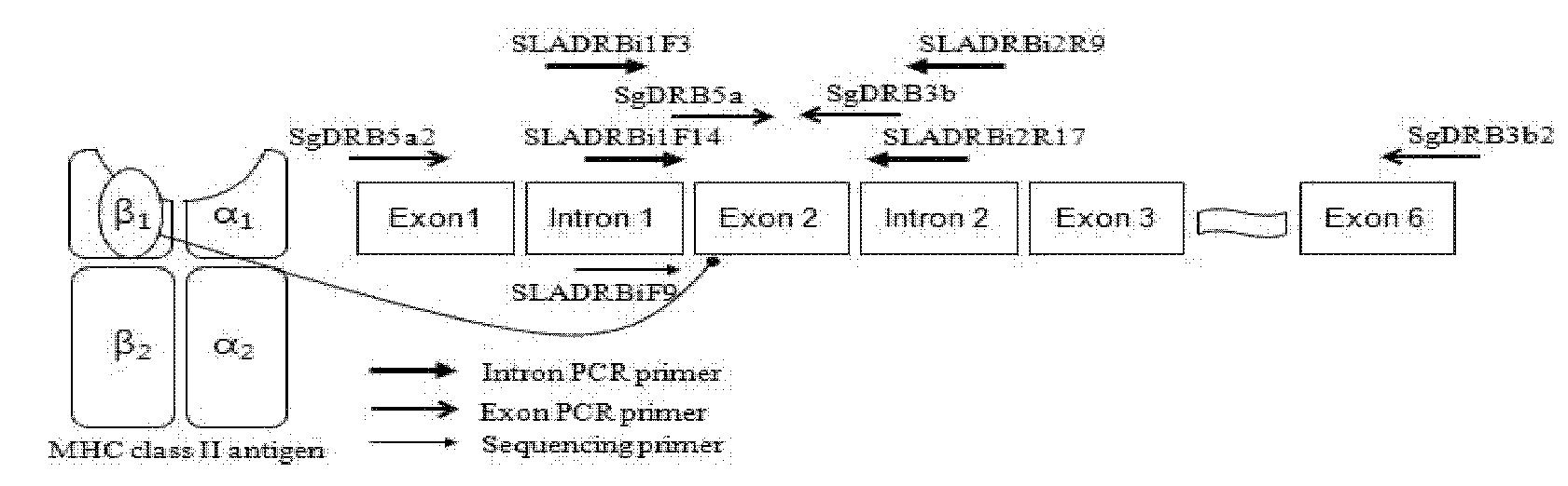 직접염기서열을 이용한 고해상도의 SLA-DRB1 유전자형 분석 시스템