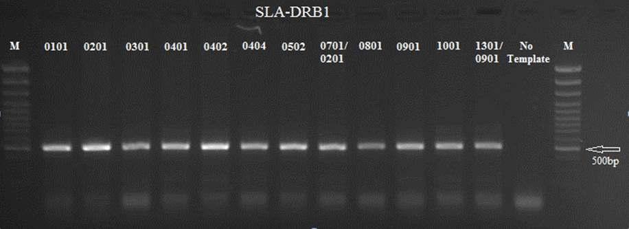 SLA-DRB1의 다양한 allele들에 대한 PCR 증폭 결과