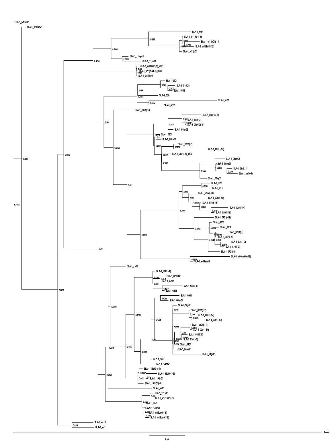 SLA-1 allele의 계통분류학적 분석
