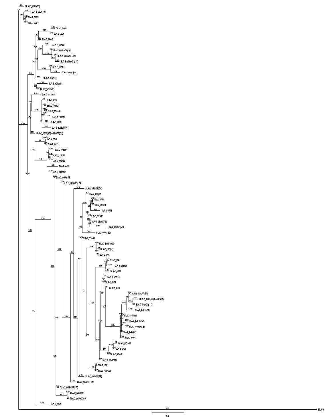 SLA-2 allele의 계통분류학적 분석