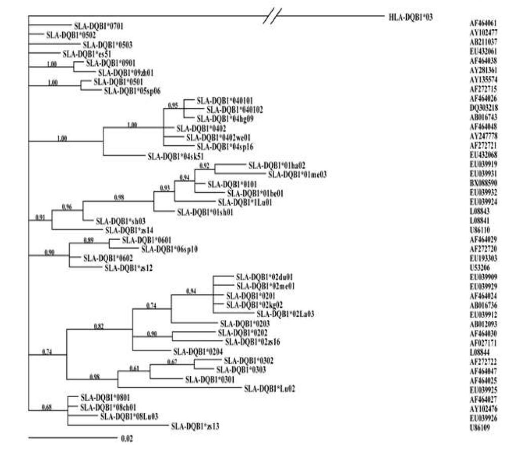 SLA-DQB1 allele의 계통분류학적 분석