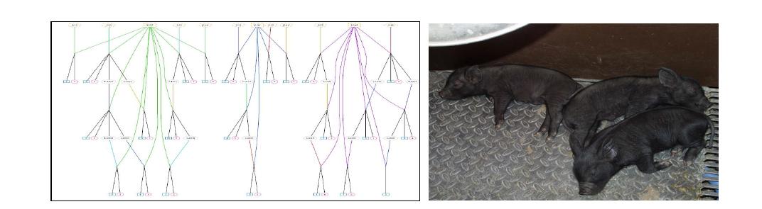 바이오장기 생산용 제주재래흑돼지 가계도