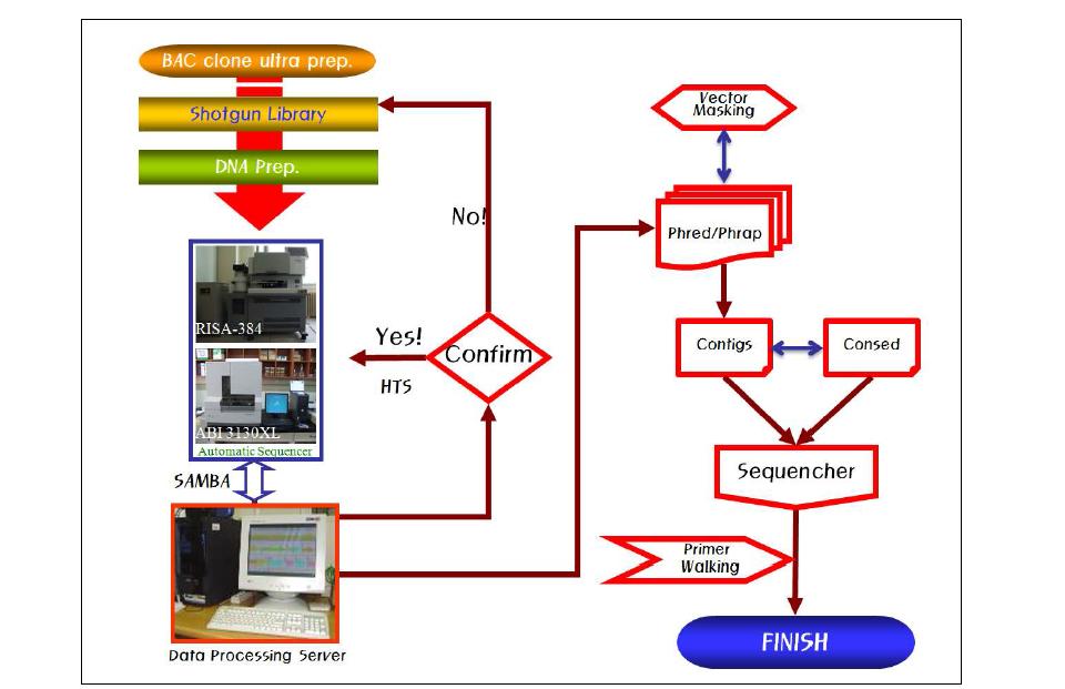 BAC clone의 대량염기서열분석 전체 모식도.
