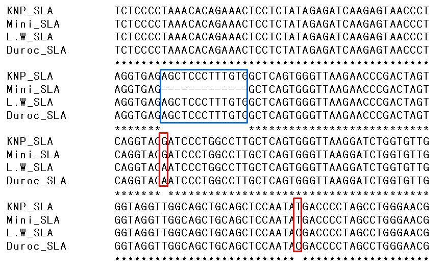 4품종간의 SLA class III 영역 내에 존재하는 SNP와 Indel의 탐지.