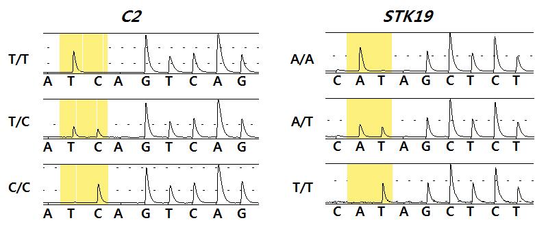Pyrosequcing 분석의 C2 유전자의 genotype의 그림.