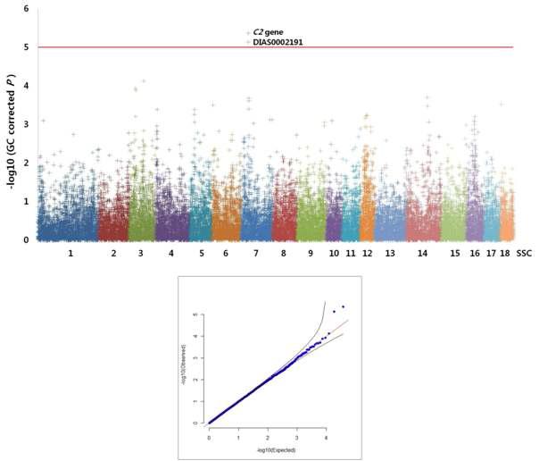 Genome-wide (Plink 1.6) 분석을 통한 칼슘농도와의 연관성 분석결과.