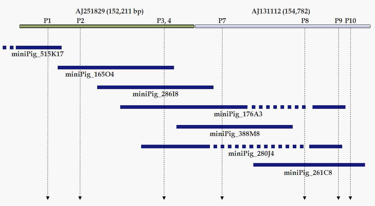 SLA I 영역 내 미니돼지 BAC 클론 물리지도 및 염기서열 해독 대상 BAC 클론